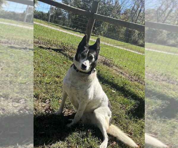 Medium Photo #3 Border-Aussie Puppy For Sale in Osgood, IN, USA