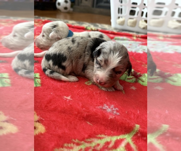 Medium Photo #9 Australian Shepherd Puppy For Sale in MIDDLESEX, NC, USA