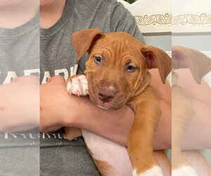 Luke - Male Black Mouth Cur-Boxer Mix Dog for Adoption - Photo #6