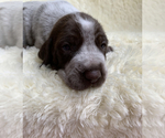 Small Photo #5 German Shorthaired Pointer Puppy For Sale in CALDWELL, ID, USA