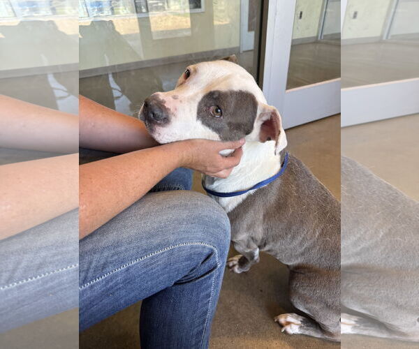 Medium Photo #2 American Pit Bull Terrier Puppy For Sale in Pampa, TX, USA