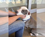 Small #1 American Pit Bull Terrier