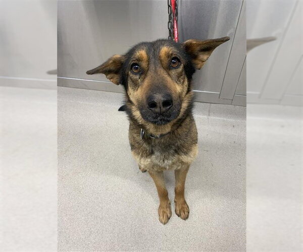 Medium Photo #1 German Shepherd Dog-Unknown Mix Puppy For Sale in Fairbanks, AK, USA