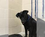 Small Labrador Retriever