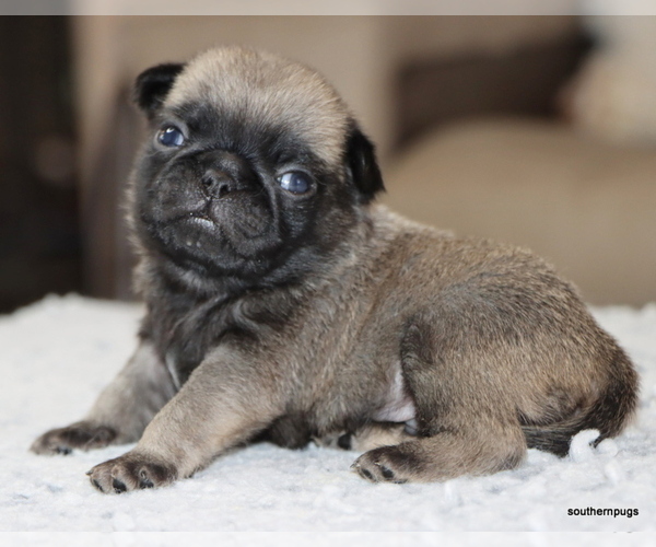 Medium Photo #5 Pug Puppy For Sale in WINNSBORO, TX, USA