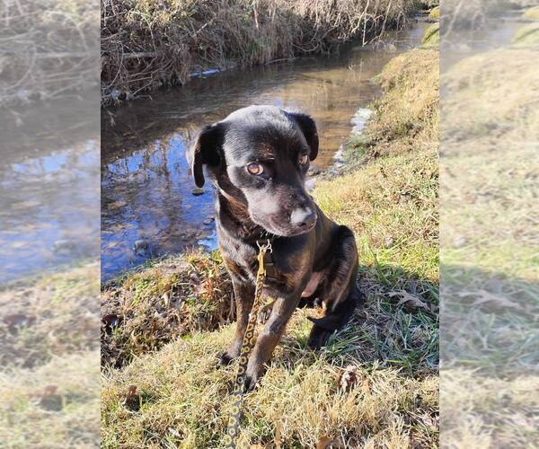 Medium Photo #3 Mutt Puppy For Sale in Candler, NC, USA