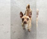 Small Chihuahua Mix