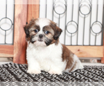 Small #3 Shih-Poo