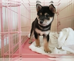 Small Photo #11 Shiba Inu Puppy For Sale in DAVENPORT, FL, USA