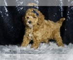 Small Photo #7 Goldendoodle (Miniature) Puppy For Sale in WARSAW, IN, USA