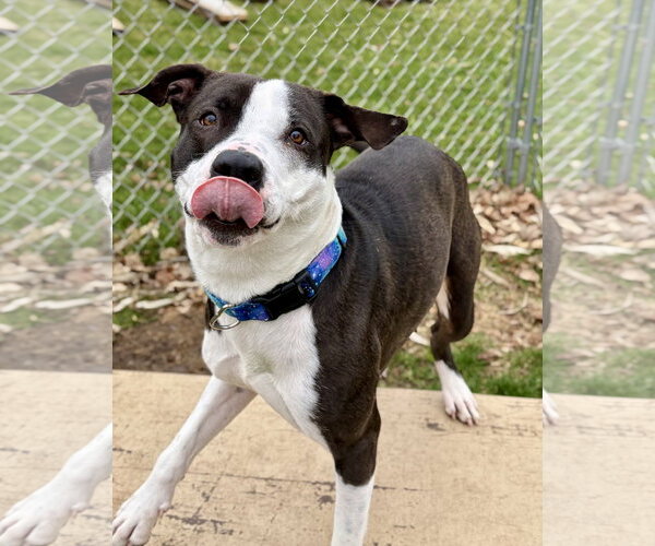 Medium Photo #10 Mutt Puppy For Sale in Jefferson, WI, USA