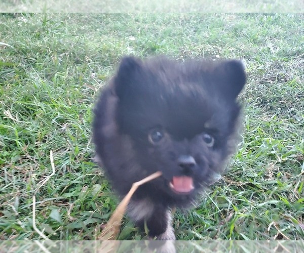 Medium Photo #1 Pomeranian Puppy For Sale in KILLEEN, TX, USA