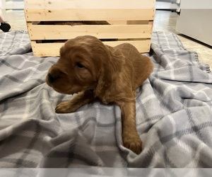 Medium Golden Irish