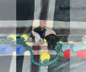 Medium German Shorthaired Pointer