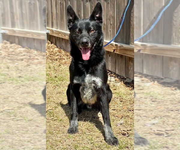 Medium Photo #1 Mutt Puppy For Sale in Great Bend, KS, USA