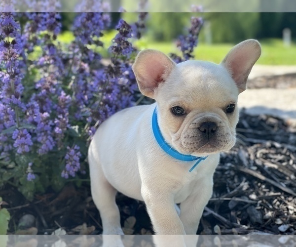 Medium Photo #5 French Bulldog Puppy For Sale in HUDSONVILLE, MI, USA