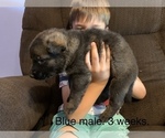 Small Photo #2 German Shepherd Dog Puppy For Sale in ALTAMONT, IL, USA
