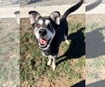 Small #2 Huskies  Mix