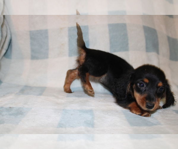 Medium Photo #3 Dachshund Puppy For Sale in BLMGTN, IN, USA
