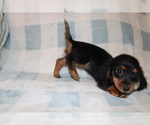 Small #2 Dachshund