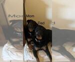 Small #4 Rottweiler