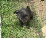 Small #6 Pug