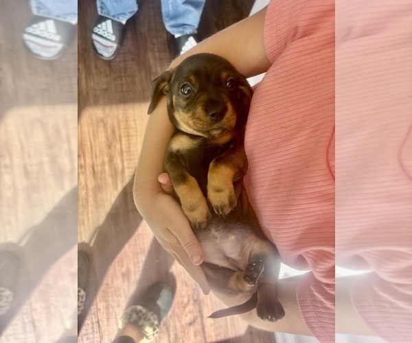 Medium Photo #2 Dachshund Puppy For Sale in HUNTINGTON BEACH, CA, USA
