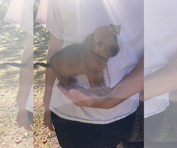 Medium Photo #2 Chihuahua-Chorkie Mix Puppy For Sale in SAINT AUGUSTINE, FL, USA