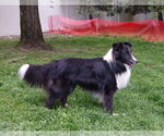 Small #1 Mutt