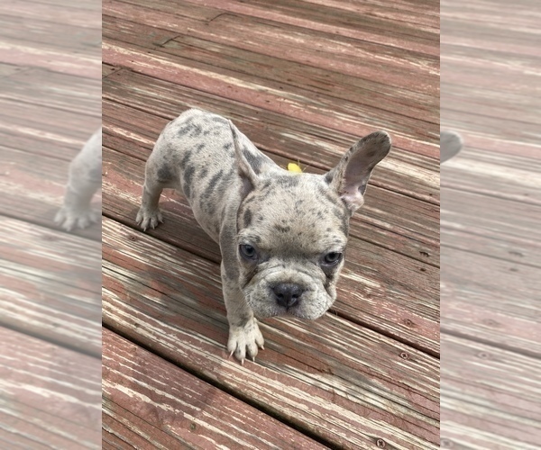 Medium Photo #6 French Bulldog Puppy For Sale in WESTERVILLE, OH, USA