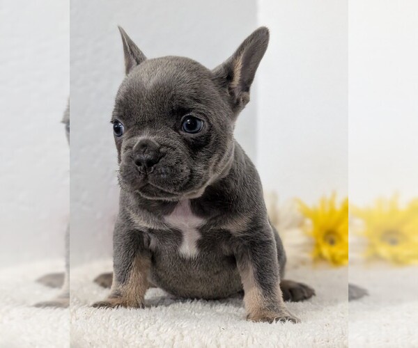 Medium Photo #50 French Bulldog Puppy For Sale in GOSHEN, IN, USA