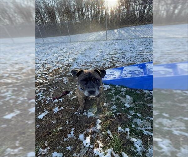 Medium Photo #1 Mastiff Puppy For Sale in Forestville, MD, USA