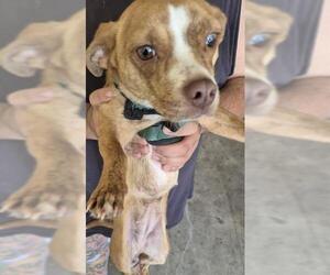 Chihuahua-Unknown Mix Dogs for adoption in San Antonio, TX, USA