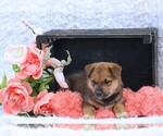 Small #4 Shiba Inu