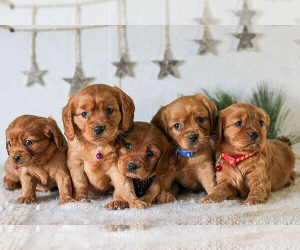 Medium Photo #2 Golden Retriever Puppy For Sale in LITITZ, PA, USA