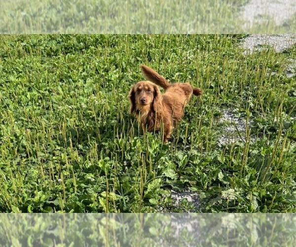 Medium Photo #1 Dachshund Puppy For Sale in MIDDLEBURY, IN, USA
