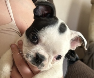Boston Terrier Puppy for Sale in MOUNT ORAB, Ohio USA