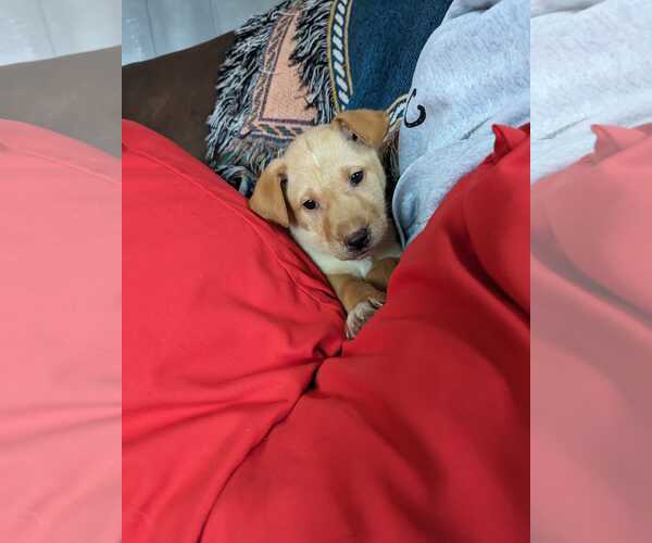 Medium Photo #10 Labrador Retriever-Unknown Mix Puppy For Sale in Cottage Grove, MN, USA