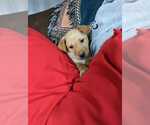 Small #9 Labrador Retriever Mix