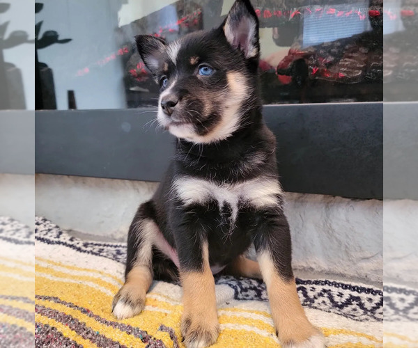 Medium Photo #1 Pomsky Puppy For Sale in KANSAS CITY, KS, USA