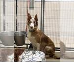 CAROL - Female Border-Aussie Dog for Adoption - Small photo