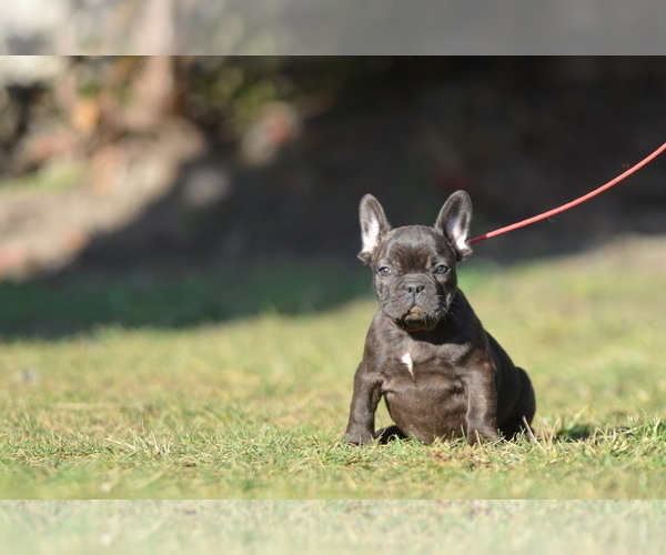 Medium Photo #5 French Bulldog Puppy For Sale in Kiskoros, Bacs-Kiskun, Hungary