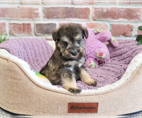 Medium Photo #6 Schnauzer (Miniature) Puppy For Sale in SYRACUSE, IN, USA