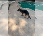 Puppy Nala German Shepherd Dog