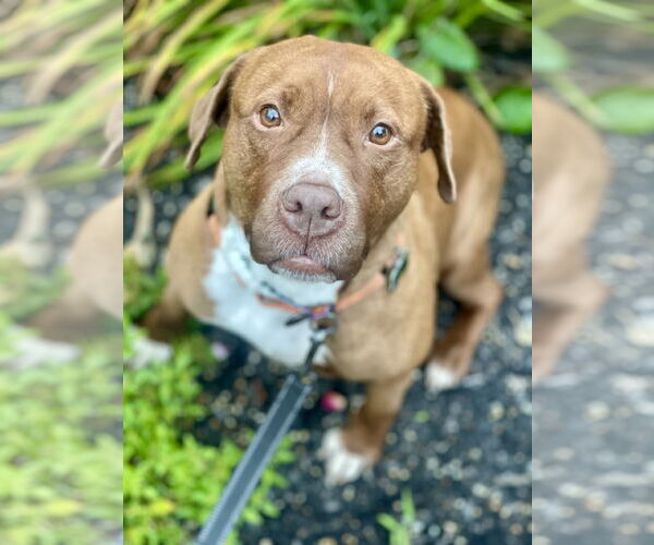 Medium Photo #10 Mutt Puppy For Sale in Mount Laurel, NJ, USA