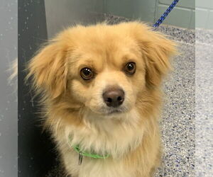Mutt Dogs for adoption in Shelburne, VT, USA