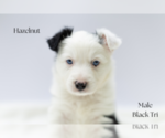 Image preview for Ad Listing. Nickname: Hazelnut