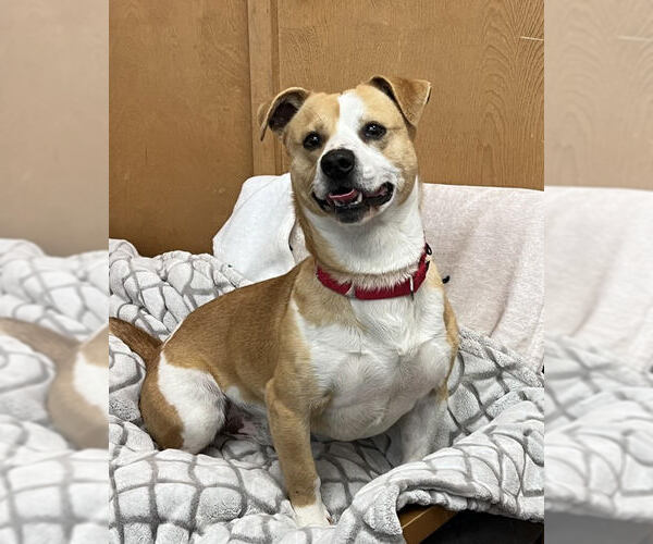 Medium Photo #1 Mutt Puppy For Sale in Petaluma, CA, USA