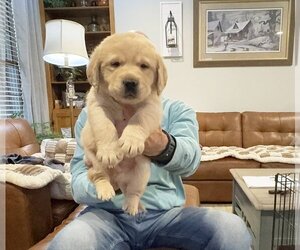 Labrador Retriever Litter for sale in HIGH POINT, NC, USA