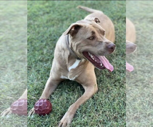 Medium Photo #3 American Pit Bull Terrier Puppy For Sale in Westminster, MD, USA